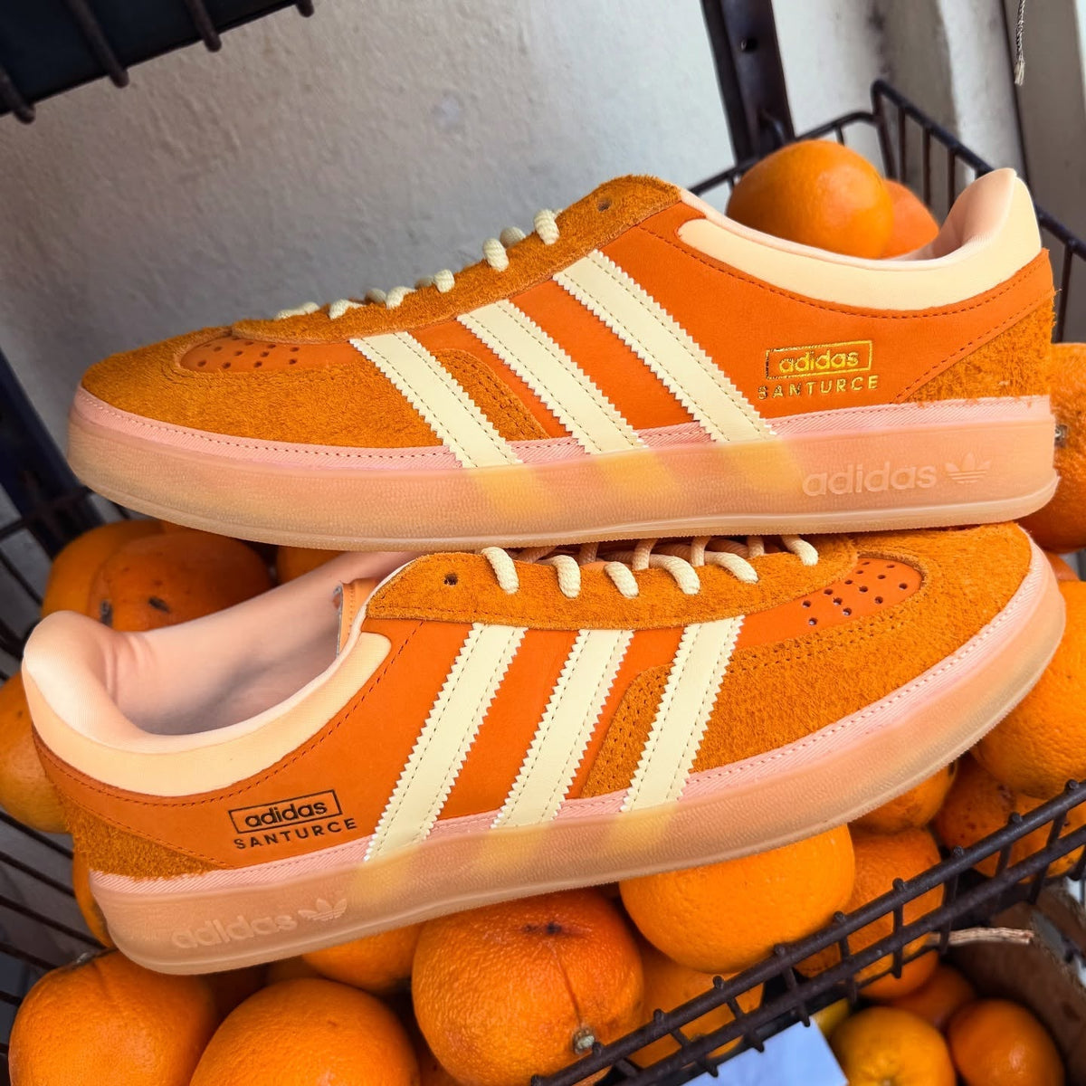 Gazelle Indoor 'Santurce'